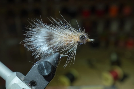 Short Fred Short Fred