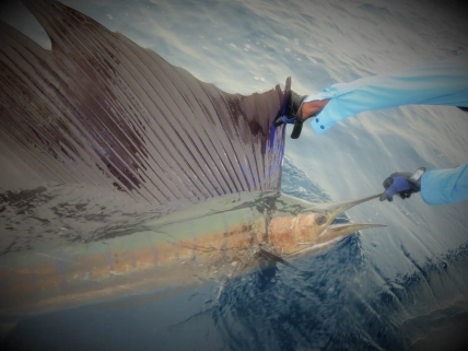 El Grande in Rafeâs grasp El Grande in Rafeâs grasp