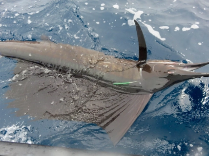 El Grande tagged and ready for release El Grande tagged and ready for release