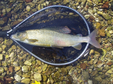 Grayling in the net Grayling in the net