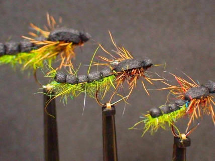 Three pupae Three pupae