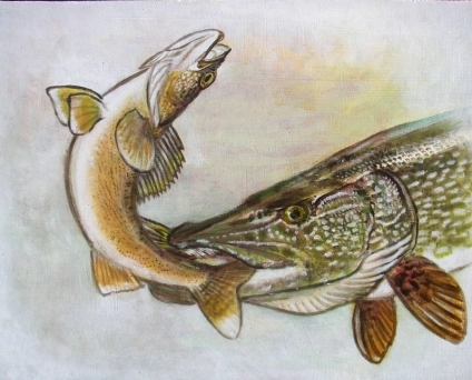 Pike attacking a walleye  Pike attacking a walleye