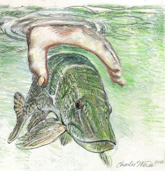 Northern Pike catch and release  Northern Pike catch and release