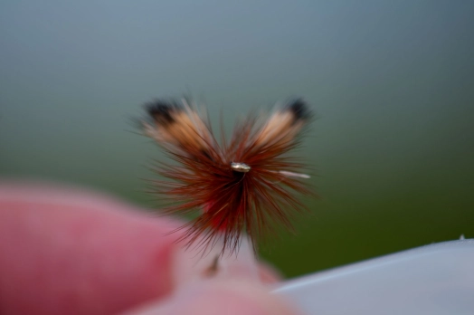 Dense hackle Dense hackle