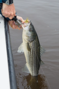 The landing The landing