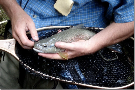 Small marbel Small marbel