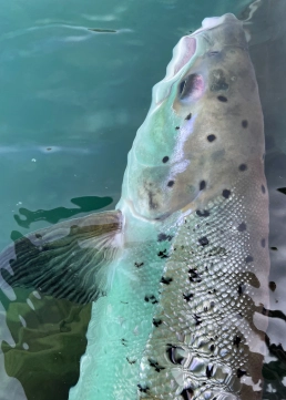 The beauty on its way back The beauty on its way back