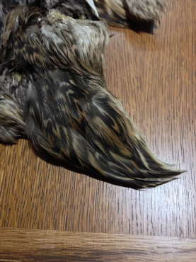 Duck tail covert feathers Duck tail covert feathers