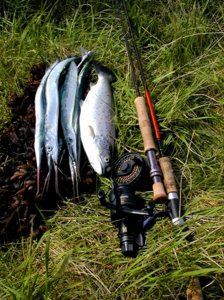 Garfish doesn't exclude trout Garfish doesn't exclude trout