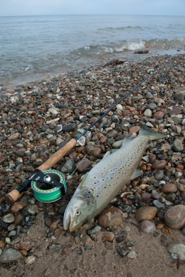 A fish for the pot A fish for the pot