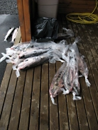 Catch and kill Catch and kill