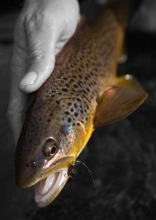 Rio Grande brown trout Rio Grande brown trout