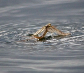 Hatching mayfly Hatching mayfly