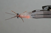 October Caddis, top view October Caddis, top view