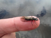 Caddis Caddis