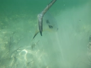 The permit swimming off The permit swimming off