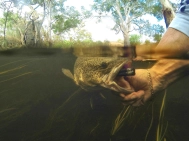 Murray cod Murray cod