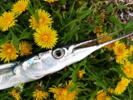 Garfish and dandelions Garfish and dandelions