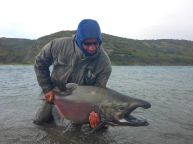 Colored salmon Colored salmon