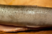 The fish The fish
