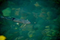 Inspection and refusal of my fly Inspection and refusal of my fly