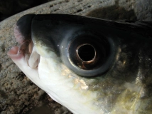 Thick lipped mullet Thick lipped mullet