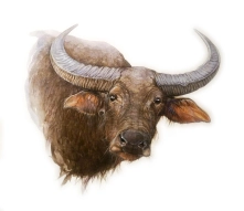 Water Buffalo Water Buffalo