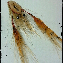 Gutless Prawn Gutless Prawn