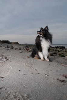 Divus waiting Divus waiting