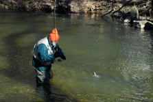 Angler landing trout. Ridley Creek, PA Angler landing trout. Ridley Creek, PA