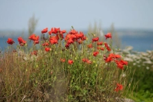 Poppys on the beach Poppys on the beach