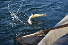 Into the net Into the net