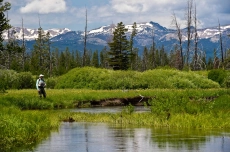 Yellowstone meadow Yellowstone meadow