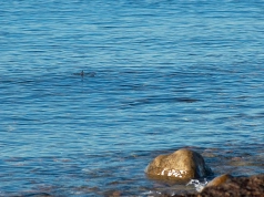 Crusing mullets Crusing mullets