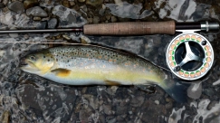Healthy brown trout Healthy brown trout