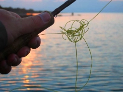 Bird's nest Bird's nest