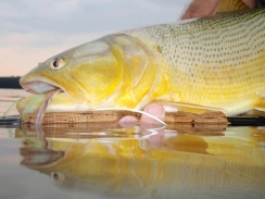 Surface view Surface view