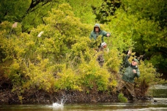 Beating around the bush Beating around the bush