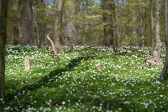 The spring forest The spring forest