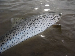 Sea run brown Sea run brown