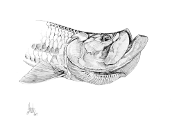 Tarpon drawing Tarpon drawing