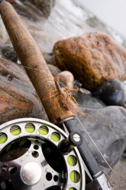 Honey Shrimp Honey Shrimp