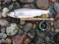 Perfect searun brown Perfect searun brown