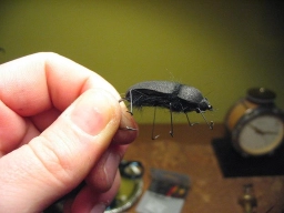 A Monster Bug A Monster Bug