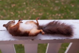Dead squirrel Dead squirrel