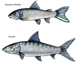 Whitefish and bonefish Whitefish and bonefish