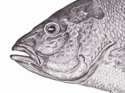 Red snapper detail Red snapper detail