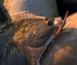 A flounder A flounder