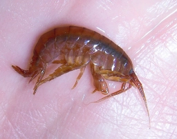 Gammarus Gammarus