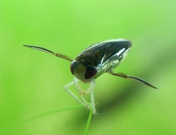 Backswimmer Backswimmer